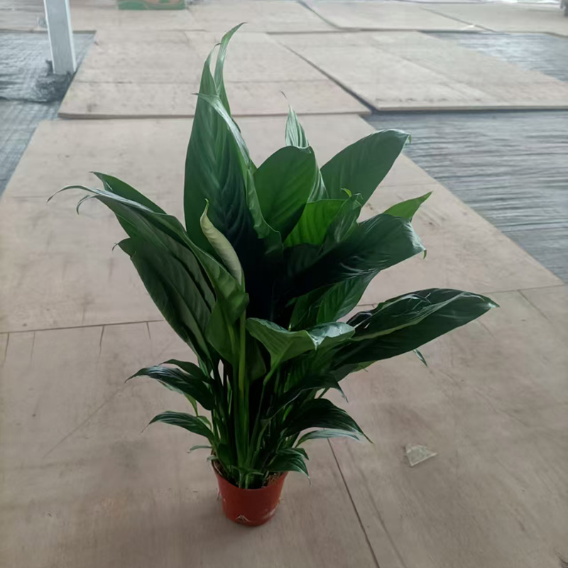 白掌